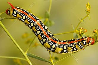 Closeup caterpillar of Spurge hawk moth has warning coloration