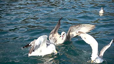 Seagull flying straight towards camera in slow motion