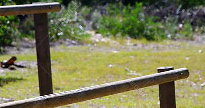Trainer assisting woman in during obstacle course