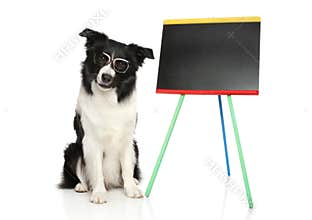 Border Collie in glasses