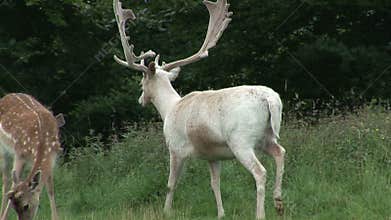 Group of Fallow dear young bucks with white hind