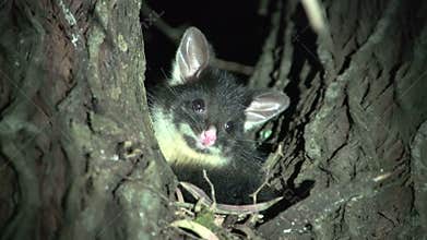 Small possum in a tree in the night in Margaret River, Western Australia