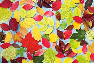 Colorful autumn leaves background top view. Bright fall patterns.