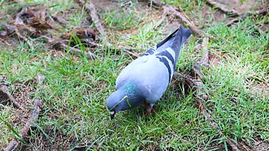 Dove pigeon bird walking on the nature ground with ambient sound