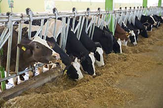 Agriculture industry, farming and animal husbandry concept - herd of cows eating hay in cowshed