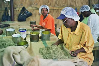 Women working at a coffee factory