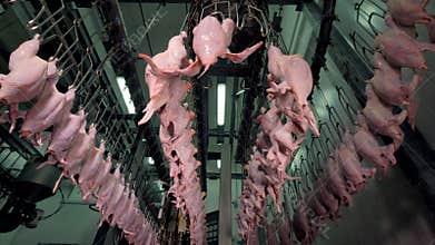 A low angle view on a chicken processing facility at work.