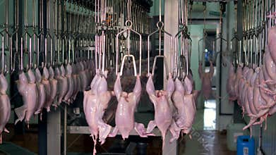 An industrial carousel full of hanging cleaned off chickens at food plant.