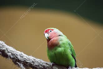 Yellow-naped amazon parrot Amazonia National Park in the territory of Itaituba municipality in the state of Para near the borders