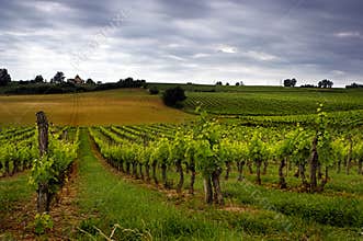 Grapes