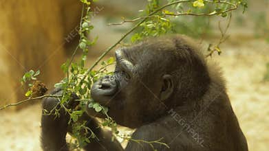 Gorilla eating leaves slow motion 1080p