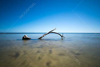 Branch