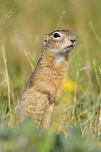 Spermophilus or Citellus