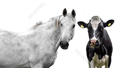 Horse and cow on a white background