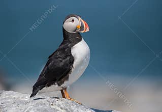Atlantic Puffin