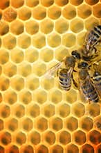 Working Bees