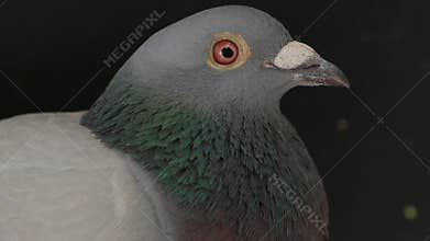 Close up bill and face of male pigeon bird on black