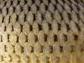 Fish scales