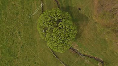 Aerial view single tree in green meadow