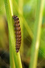 Noctua caterpillar