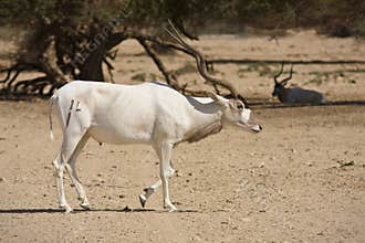 Addax antelope
