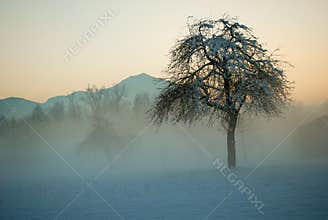 Fog sunset on solitary tree