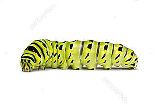 Black Swallowtail Caterpillar on a White Background