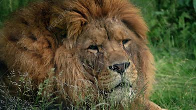 Lion Turns And Looks At Camera