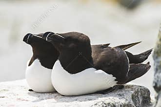 Two Razorbill Auks on Machias Seal Island, Canada