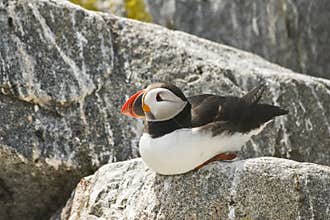 Atlantic Puffin on Machias Seal Island
