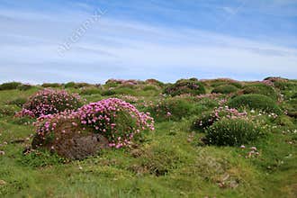 Skomer Island
