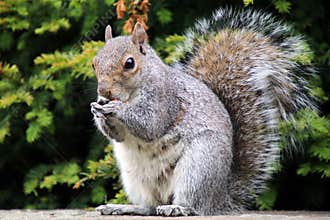 Eastern Grey Squirrel
