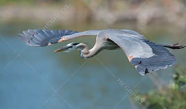Great Blue Heron