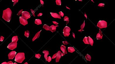 Rose petals falling - once. Slow motion. Matte included. True 3D textured petals