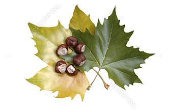 Maple leaves with chestnuts