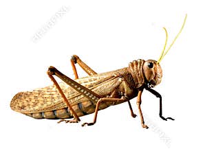 Locust