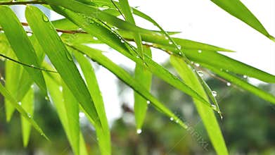 Bamboo leaves