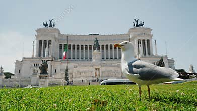 Seagull on the background Monument of the Fatherland, Piazza Venezia. Tourism in Rome