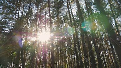 Sunlight glints through the trees.