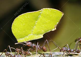 Leaf Cutter Ant