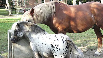 Horse drink water on the farm.