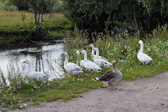 Feathers landscape park stream tree pond beak animals swan wild duck green grass wildlife bird nature water birds animal goose la