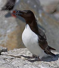 Razorbill