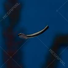 Neon Blue Goby