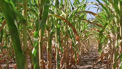 Corn field corn farming farm steadicam. green grass agriculture united states the nature video usa slow motion corn farm