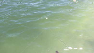 Seals swimming in the water in South Africa