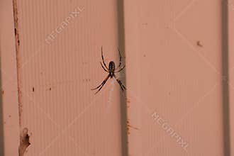 Garden Spider