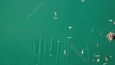 Live action flying feathers in the air on green screen, feather duster slow motion