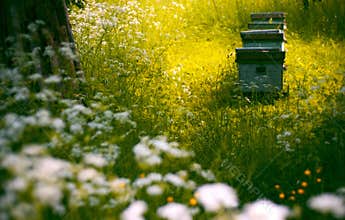 Hives in the garden