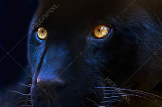 The eyes of a predator